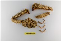 藏品(疣背菱蟹)的圖片